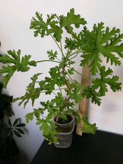 Душистая герань лечебная