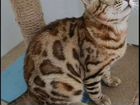 Бенгальская кошка ищет любящую семью объявление продам