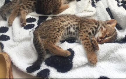 Азиатский леопардовый котенок Огонек ручной