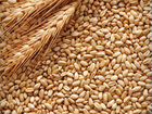 Ячмень, пшеница объявление продам