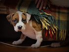 Стаффордширский терьер щенок объявление продам