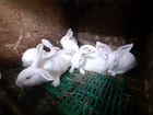 Кролики панноны