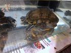 Две черепахи с аквариумом объявление продам