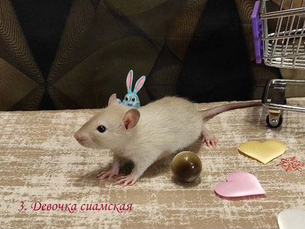 Крысята сиамские, гималайские, кудрявые