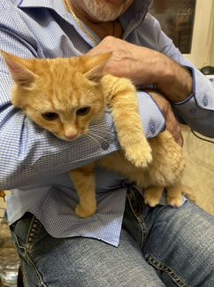 Рыжий котёнок бесплатно