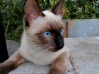 Тайский котенок 4,5мес котик