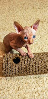 Котята канадского сфинкса
