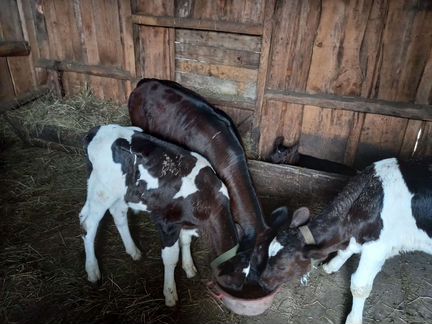 Коровы дойные молочные - фотография № 1