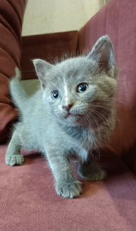 Котёнок от русской голубой кошки в добрые руки