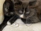 Котенок черный (от сибирской кошки) бесплатно объявление продам