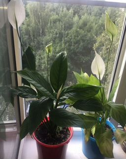 Спатифиллум