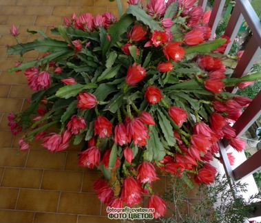 Кактус лесной Эпифилум саженцы
