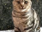 Шотландский вислоухий кот объявление продам