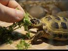 Черепаха сухопутная не кусаестя очень не прихотлив