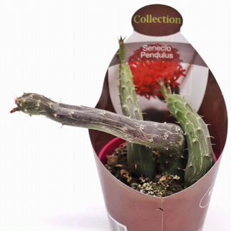 Сенецио (Senecio Pendulus)