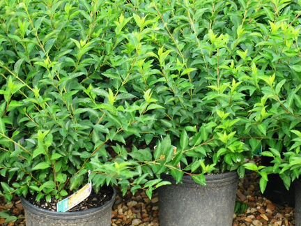 Форзиция промежуточная 0.4 - 0.6 м. С3