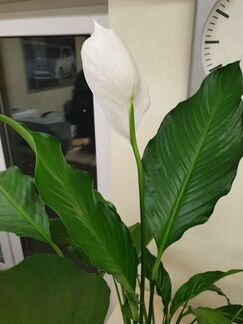 Спатифиллум или женское счастье