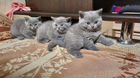 Британские короткошерстные котята объявление продам