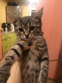 Котята от Бомбейской кошки и кота-британца