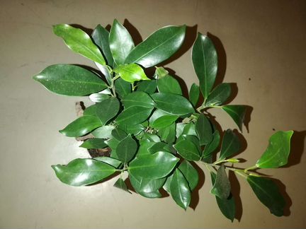 Фикус Микрокарпа