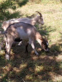Зааненская дойная коза - фотография № 5