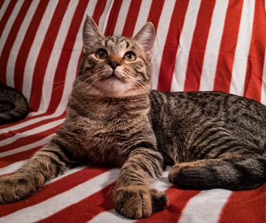 Котик 6 месяцев ищет своих любящих хозяев