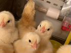 Яйца, цыплята-бройлеры, цесари, петухи объявление продам