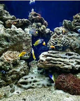 Дизайн, обслуживание морских и пресных аквариумов