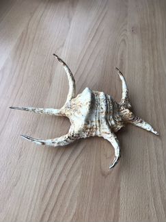 Ракушка 26 х 17 см