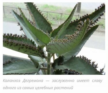 Семена Каланхоэ лечебного (Дегремона)